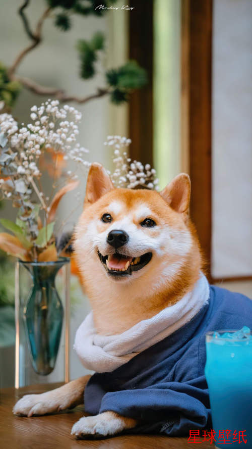 萌宠,柴犬高清壁纸下载 萌宠,柴犬高清星球壁纸 - 宇宙星空背景