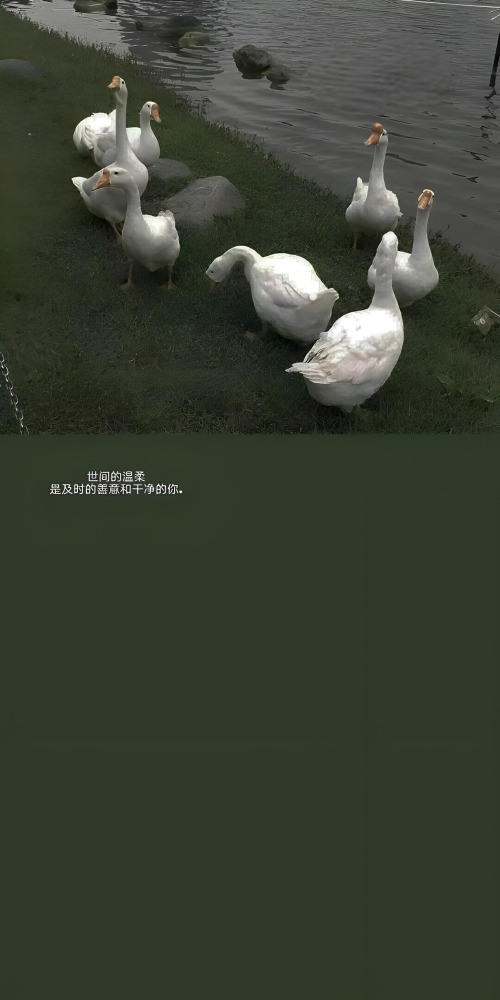 文字控高清壁纸