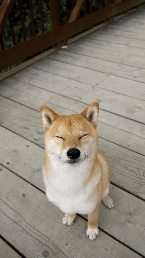 萌宠高清壁纸